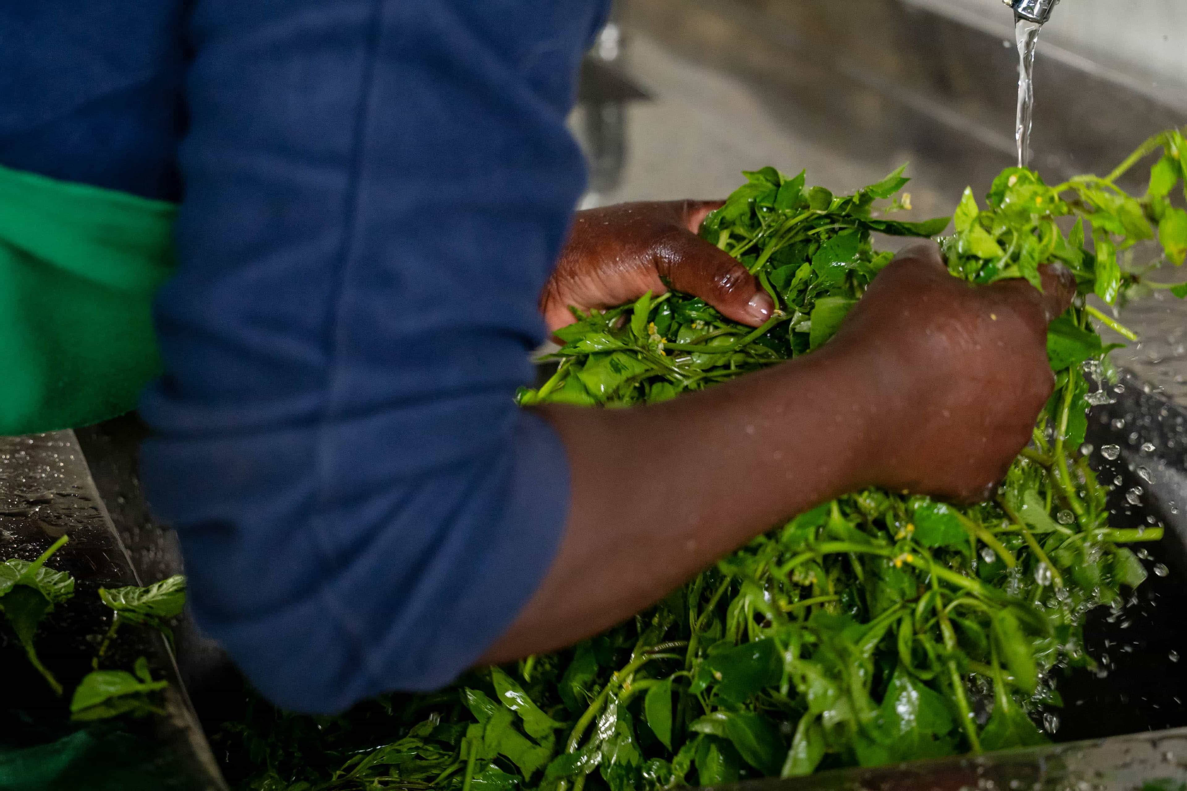 Hands holding microgreens