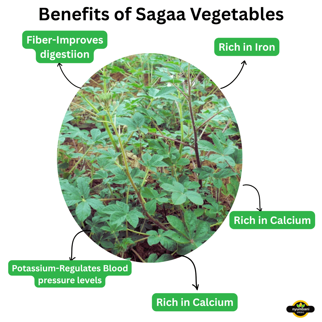Top 7 Health Benefits of Sagaa (Spider plant) You Need to Know