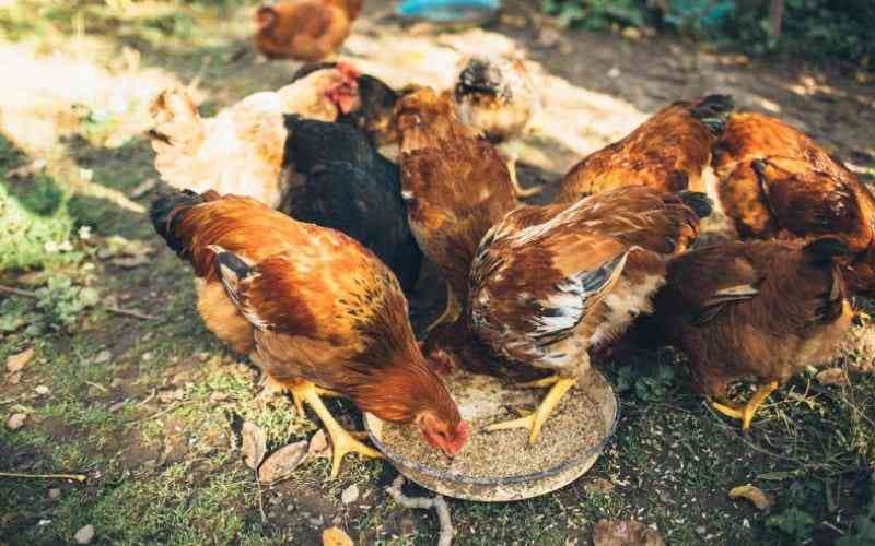 Improved Kienyeji Eggs for Hatching: Best Breeds and When They Start Laying