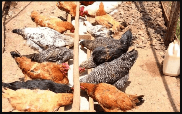 Kienyeji Chicken Farming in Kenya: Kienyeji Breeds and Costs