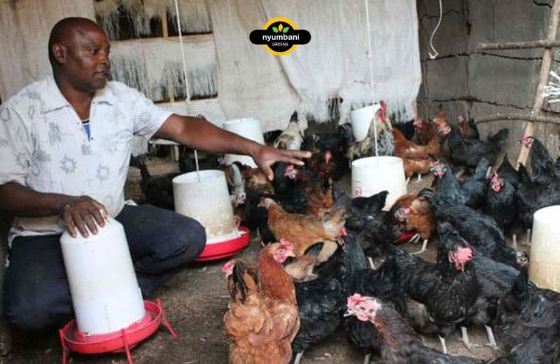 Types of Improved Kienyeji Chicken in Kenya