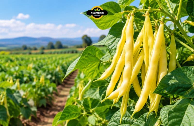 Yellow Beans Farming in Kenya: Yield Per Acre, Seed Rate, Maturity and Prices