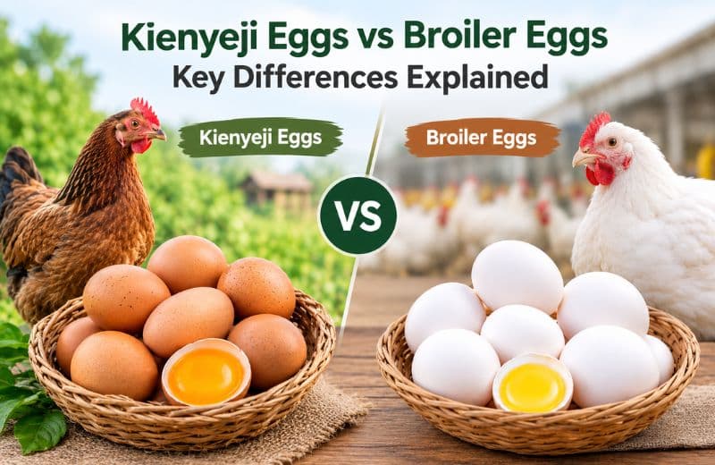 What are Kienyeji Eggs? Broiler Eggs Vs. Kienyeji Eggs